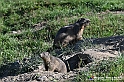 VBS_1 -  Plateau du Mont-Cenise, Grand Croix, Marmotte_-_0058 mt